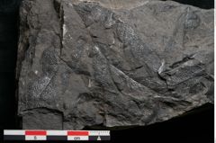 Foto (Detailansicht) von Camptopteris haastii Ettingshausen (NHMW-GEO-2024-0188-10296)